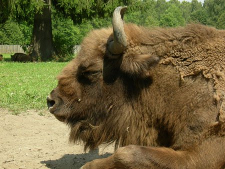 bison pologne